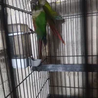 گرینچیک مولد|پرنده|ابهر, |دیوار