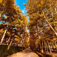 عکاسی پاییزه ویژه ابان ماه (با چاپ عکس ها و ویدیو)|خدمات پذیرایی، مراسم|بجنورد, |دیوار