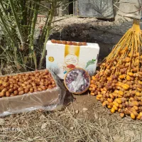 رطب خرما زاهدی پیارم خاصویی درجه یک عمده و خرده|خوردنی و آشامیدنی|شیراز, فخرآباد (دروازه کازرون)|دیوار