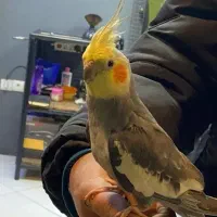 عروس هلندی سهره