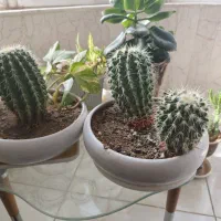 گل قیمت مناسب