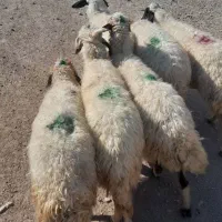 خریدو فروش میش پیر و جوان و بره و بز|حیوانات مزرعه|خوی, |دیوار