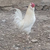 خروس درجه یک