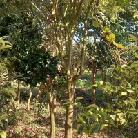 فروش ویژه یاس و لکسترون و مورت پیوندی