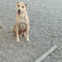 سگ محلی گلگی