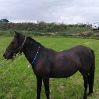 مادیان کهر سال6 تمام یروقه