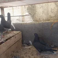 نرو ماده بازی کن