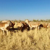 ۱۴راس میش کامل،وجوان،چینی