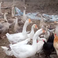 قوغاز|حیوانات مزرعه|تبریز, |دیوار