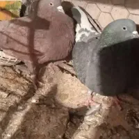 کبوتر یا کفتر