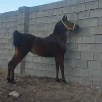 کره نریان (سزار خواجه ای)