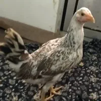 جوجه مرغ و خروس|حیوانات مزرعه|کردکوی, |دیوار