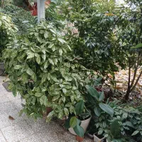 گیاهان و گلدانهای متنوع تزیینی