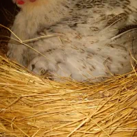 مرغ لری جوجه تخم مرغ|حیوانات مزرعه|اصفهان, قهجاورستان|دیوار