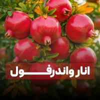 خرید نهال سیب رقم فوجی با باردهی عالی|خدمات باغبانی و درختکاری|سرپل ذهاب, |دیوار