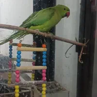 قیمت توافقی