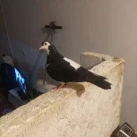 دو عدد کبوتررنگه