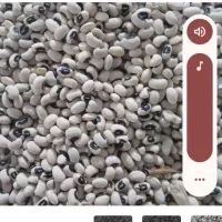 لوبیا چشم بلبلی|عمدهفروشی|کوهدشت, |دیوار