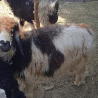 بره چاق|حیوانات مزرعه|گتوند, |دیوار