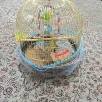 دوعددمرغ‌عشق‌فروشی