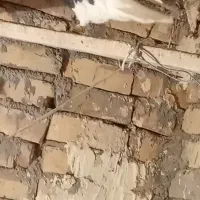 کبوتر طوقی|پرنده|بوئین زهرا, |دیوار