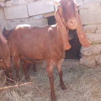 دوعددبز|حیوانات مزرعه|آسارا, |دیوار