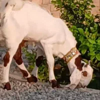 بز  دوراس کهره نژاد دار موقعیت جیرفت قابل ارسال|حیوانات مزرعه|یزد, |دیوار