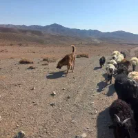 سگ گله ای بسیار با ادب و وظیفه شناس فروشی