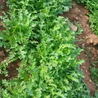 کاارگر برای آلا(وجین کردن)