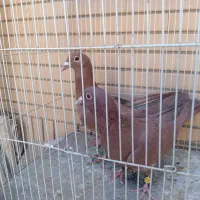 زرد و سرخ کرمونی و زاغ دمسفید|پرنده|تربت‌حیدریه, منصوریه|دیوار