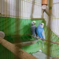 جفت مرغ عشق مولد نژاد رینبو