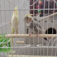 پرنده عروس هلندی