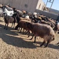 قوچ همو|حیوانات مزرعه|سبزوار, رباط|دیوار