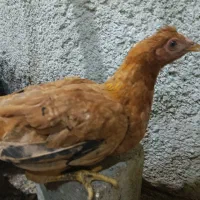 نیمچه|حیوانات مزرعه|اندیمشک, |دیوار