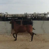 اسب درشور ترکی|اسب و تجهیزات اسب‌سواری|برازجان, |دیوار