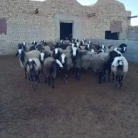 شیشک میش شال