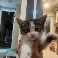 گربه واگذاری به کسی ک واکسن شناسنامه بگیره
