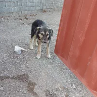 سرابی چهار چشم از نسل قدیم|سگ|مرند, |دیوار