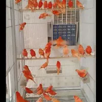 تعدادی قناری نر سفت وشلاقی وماده آماده