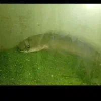 ماهی چانا رد مارو