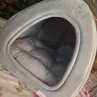 گربه اسکاتیش فولد|گربه|مراغه, |دیوار