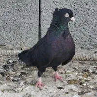 سیاه آبادانی