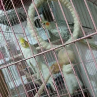 یک جفت عروس مولد