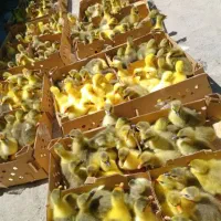 پخش انواع جوجه غاز واردک ومرغ درفروشگاه آرشیدا