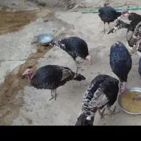 سه عدد بوقلمو بفروش میرسد