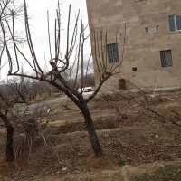 باغبانی ودرختکاری|خدمات باغبانی و درختکاری|خمین, |دیوار