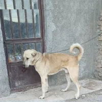 سگ عراق