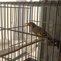 سه عدد سهره|پرنده|شیراز, سیاه سنگ|دیوار