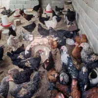مرغ و خروس محلی پنج ماهه