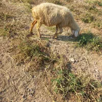 فروش ۷راس میش و بره|حیوانات مزرعه|پاسارگاد, |دیوار